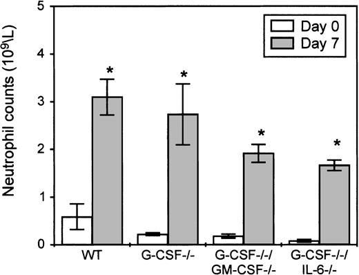 Fig. 4. Peripheral blood neutrophil counts in wild type, G-CSF−/−, G-CSF−/−/GM-CSF−/− and G-CSF−/−/IL-6−/− mice treated with C albicans. / Peripheral blood neutrophil levels in wild type, G-CSF−/−, G-CSF−/−/GM-CSF−/−and G-CSF−/−/ IL-6−/−mice at baseline (empty bars) and 7 days after candida infection (shaded bars), sampled identically. Data are represented as mean ± SD. *There was a significant difference in the neutrophil count on day 7 compared to day 0 for each genotype of mice (P < .05).
