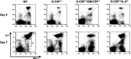 Fig. 6. WBCs at baseline and after infection. / Cytocentrifuge preparation of WBCs at baseline (top panel) and 7 days after candida challenge (bottom panel) from wild-type (WT), G-CSF–deficient mice. The cytospin preparations were stained with May-Grünwald-Giemsa stain.