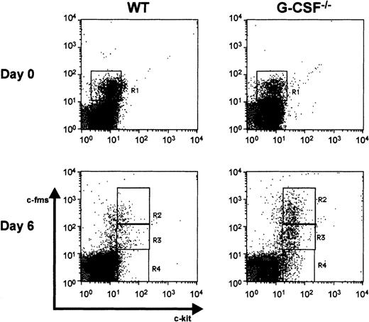 Fig. 7. Flow cytometric analysis of cell surface markers on wild-type and G-CSF–deficient mice. / Dot blots of peripheral blood leukocytes depicting c-fms and c-kit staining pattern at baseline (top panel) and 6 days after candida infection (bottom panel). Region R1 represents cells that are c-kit−c-fms+. On day 6 after infection, c-kit+ cells were seen in circulation, represented in regions R2 (c-kit+ c-fmshi), R3 (c-kit+c-fmslo), and R4 (c-kit+c-fms−).