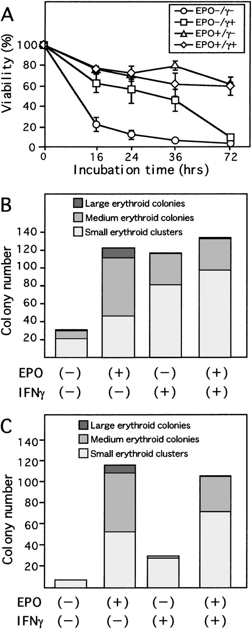 Fig. 1. Effect of IFN-γ on day 7 ECFCs. / (A) Day 7 ECFCs were cultured with or without rhEPO (10 U/mL) and/or rhIFN-γ (1000 U/mL) for the indicated time. Viability of the cells was determined by trypan blue exclusion. Each point indicates the mean ± SD of triplicates. (B) Erythroid colony-forming capacity after liquid culture for 16 hours with or without rhEPO (10 U/mL) or rhIFN-γ (1000 U/mL), or both, was determined by plasma clot assay. (C) Colony-forming capacity of day 7 ECFCs. Cells were cultured in plasma clots, in the presence or absence of rhEPO (10 U/mL) or rhIFN-γ (1000 U/mL), or both. Large erythroid colonies include more than 20 hemoglobinized cells per colony; medium erythroid colonies include 8 to 19 cells per colony; and small erythroid clusters include 2 to 7 hemoglobinized cells per aggregate, (B) and (C). Each point indicates the mean of triplicate studies.