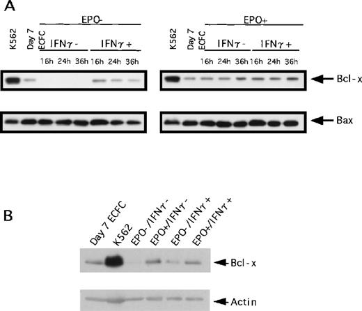 Fig. 4. Effect of IFN-γ on expression of Bcl-x and Bax. / Expression of Bcl-x and Bax was evaluated by Western blot analysis. (A) Cells were incubated with or without rhEPO (10 U/mL) or rhIFN-γ (1000 U/mL), or both, for the indicated time, and the same amount of whole cell lysates was loaded. The upper panel shows the expression of Bcl-x, and the lower panel shows the expression of Bax. (B) Lysates from cells incubated for 16 hours with or without rhEPO or IFN-γ, or both, were loaded.