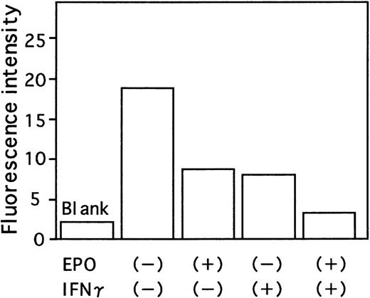 Fig. 7. Effect of IFN-γ and EPO on activation of caspase8. / Cells were incubated under the indicated conditions in serum-free medium for 16 hours. Cells were then incubated with fluorogenic caspase8 substrate IETDAFC for 1 hour at 37°C. The fluorescence intensity was then measured using a multilabel counter. The mean of triplicate studies is shown.