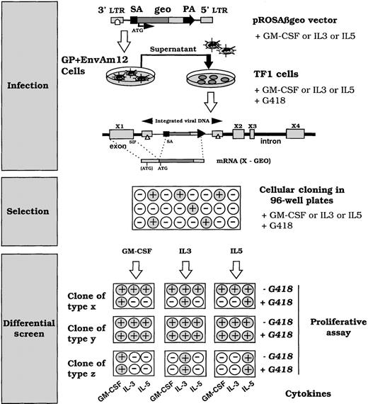 Fig. 1. Schematic representation of the screening used to identify integration in cytokine-selective inducible loci. / The Rosaβgeo retroviral gene trap contains a splice acceptor (SA) 5′ to a promotorless fusion reporter gene (geo), which when integrated, generates a fusion transcript between the reporter gene and the trapped gene. The Geo protein will be produced from the ATG of the trapped gene or at least from the ATG in the GEO sequence. TF-1 cells were infected with the pRosaβgeo and diluted in 96-well plates under G418 selection for 3 weeks. Surviving clones were expanded, plated in duplicate and submitted to a proliferative assay with different cytokines: GM-CSF, IL-3, or IL-5, in the absence or presence of G418 (1 mg/mL). ○ cells that do not proliferate • growing cells. Clones of type X from GM-CSF–, IL-3–, or IL-5–cultured and infected cells and selected for survival in the presence of G418, and the cytokine present at the time of infection, exhibit a differential cytokine response, ie, if cultured and selected in GM-CSF, it remains sensitive to G418 in the presence of IL-5 and IL-3, whereas it is G418 resistant in the presence of GM-CSF. This indicates that neither IL-3 nor IL-5 induces transcription of a chimeric transcript, whereas GM-CSF does. Clones of type Y do not present a differential cytokine response based on the acquisition of G418 resistance. It acquires G418 resistance in the presence of all the tested cytokines. It corresponds to integration into either housekeeping genes or nonspecifically cytokine-modulated genes in this assay. Clones of type Z correspond to cells that do not proliferate in the presence of the tested cytokine, reflecting a cytokine-response heterogeneity of the cell line. These clones were not studied further.