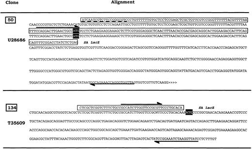 Fig. 4. Generation of probes for expression analysis of 2 different cellular transcripts. / The selected cellular DNA sequences flanking retroviral integrations were compared with gene sequences in the GenBank database. The sequence “50” is similar to the human putative RNA-binding protein RNPL (U28686). The sequence “134” overlaps with the 5′ end EST sequence T35609 similar to human alpha NAC mRNA (X80909). Respective fragments were used as probes in subsequent Northern blot analyses. ⇌ Oligonucleotides used to amplify fragments from TF-1 total RNA ▭ 5′RACE sequence; >>>>> EST sequence continue; ---- Mismatches between alignment, SA: Splice acceptor, open reading frame for the production of the related proteins.