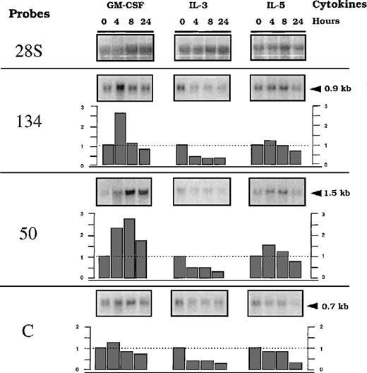 Fig. 5. Time-course analysis of the trapped genes RNA (50, 134, and C) after exposure of parental TF-1 cells to different cytokines. / RNA was obtained from TF-1 cells starved for 4 hours and stimulated with GM-CSF, IL-3, or IL-5, according to the indicated time course. Northern blot membranes were hybridized sequentially with the32P-labeled probes prepared for detection of 50, 134, (described in Figure 4) or C (described in “Materials and methods”). A probe of 28S RNA was used as a control to quantify the amount of RNA. Indices of modulation were calculated as a ratio of signals obtained with the specific probes versus the 28S probes, using a BIO-RAD Phosphor Analyst/PC program. Arrows represent the molecular weight markers in kilobases (kb).