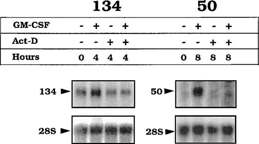 Fig. 6. Effect of actinomycin D on the expression of transcripts 50 and 134. / TF-1 cells were starved for 4 hours (lane 1) and exposed for 4 hours (transcript 134) or 8 hours (transcript 50) to either GM-CSF alone (lane 2), or actinomycin D alone (lane 3) or actinomycin D and GM-CSF. Total RNA was submitted to Northern blot analysis using specific probes for detection of transcripts 50, 134, or 28S as described in Figure5.