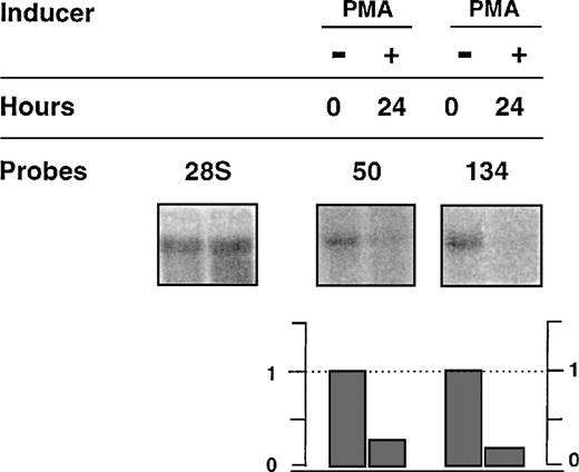 Fig. 7. Effect of PMA on the expression of 50 and 134 transcripts. / RNA from TF-1 cells exposed to either GM-CSF alone (−), or GM-CSF + PMA (+) were submitted to Northern blot analysis using specific probes for detection of transcripts 50, 134, and 28S, respectively. Relative indices of modulation were calculated as described in Figure 5.