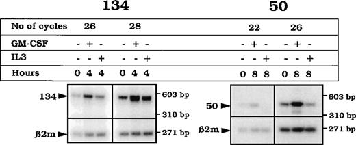 Fig. 8. RT-PCR analysis of the transcripts 50 and 134 from CD34+ cells. / mRNA from enriched CD34+ cells either nonstimulated (0) or stimulated (4 or 8 hours) with GM-CSF was RT. cDNA from each RT reaction was PCR-amplified using specific primers for the detection of a 445 bp in the RBM3 transcript or a 567 bp in the NACAtranscript sequences, together with the amplification of the β2 microglobulin transcript (268 bp). The products were electrophoresed on a 2% agarose gel, blotted, and hybridized with oligonucleotides within the RBM3, NACA, and β2 microglobulin (β2 m) respective amplified PCR region.