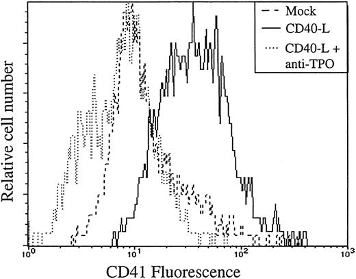 Fig. 6. Neutralization of TPO impairs the capacity of stromal cells to support the generation of megakaryocyte progenitors. / CD34+ progenitors were cocultured 12 days with ECs with 10% supernatant of nontransfected COS cells (mock) or with 10% supernatant of CD40L-CD8α–transfected COS cells (CD40L) in the presence (+) or not of a neutralizing anti-TPO antibody (anti-TPO). Cells were then assayed for the presence of CD41 megakaryocyte-specific lineage marker by flow cytometry.