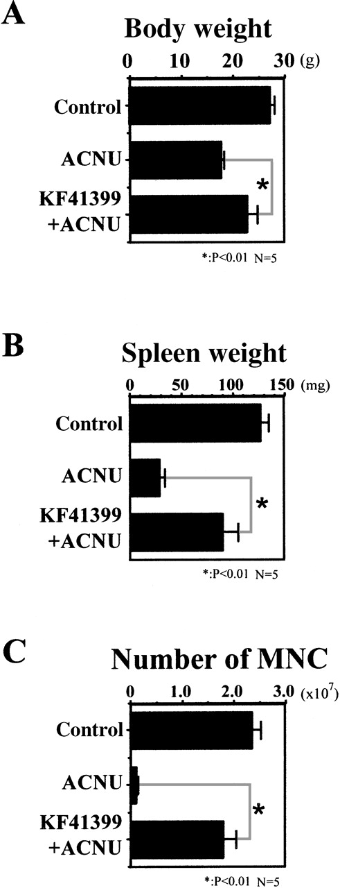 Fig. 2. Oral administration of KF41399 reduced the toxicity caused by ACNU. / In the ACNU-treated group, mice were administered 45 mg/kg ACNU IV for 2 consecutive days on day 3 and day 4 (protocol I, Table 1). In the KF41399 pretreated group, mice were treated with 25 mg/kg orally KF41399 twice daily for 3 days, from day 0 to day 2. This was followed by the IV administration of 45 mg/kg ACNU for 2 consecutive days on day 3 and day 4 (protocol D, Table 1). Control animals were administered distilled water (protocol A, Table 1). Body weight on day 14 (A), spleen weight on day 14 (B), and number of bone marrow-derived MNC per femur and tibia on day 7 (C) were measured as described in “Materials and methods.” Results are expressed as the mean ± SD. n = 5 in each group.