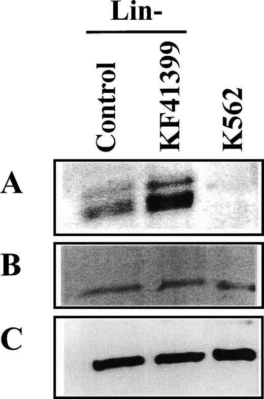 Fig. 7. KF41399 administration increased the expression level of Bcl-2 protein in Lin− cells. / Mice were treated with 25 mg/kg KF41399 orally twice daily for 3 days (protocol B, Table 1). Control animals were administered distilled water instead of KF41399. Lin− cells were purified on day 3, and cell lysate was prepared. The expression level of each protein was detected, as described in “Materials and methods.” Bcl-2 (A), bax (B), and β-actin (C).
