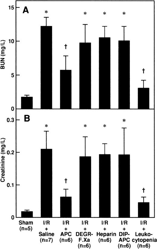 Fig. 2. Effects of APC, DEGR-FXa, heparin, DIP-APC, and leukocytopenia on I/R-induced increases in BUN and creatinine. / Serum levels of BUN (A) and creatinine (B) were measured 24 hours after reperfusion in rats subjected to 60 minutes of renal ischemia followed by reperfusion. Animals were intravenously administered saline, APC (100 μg/kg of body weight), DEGR-FXa (1 mg/kg), heparin (300 U/kg), or DIP-APC (100 μg/kg) 30 minutes before reperfusion. Leukocytopenia was induced by administration of nitrogen mustard. Data are expressed as mean ± SD values. Values in parentheses indicate the number of animals in each experiment. *P < .01 compared with the sham-operation group; †P < .01 compared with the I/R plus saline group.
