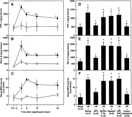 Fig. 7. Changes in renal tissue levels of cytokines and MPO after renal I/R in rats and effects of APC, DEGR-FXa, heparin, DIP-APC, and leukocytopenia. / Shown are the renal tissue levels of tumor necrosis factor-α (TNF-α) (A), rat interleukin 8 (IL-8) (B), and MPO (C) after renal I/R and the effects of APC, DEGR-FXa, heparin, DIP-APC, and leukocytopenia on the I/R-induced increases in renal tissue levels of TNF-α (D), rat IL-8 (E), and MPO (F) after reperfusion. Renal tissue levels of TNF-α, rat IL-8, and MPO were measured before ischemia (Pre) and 3, 6, 12, and 24 hours after reperfusion or sham operation. Renal tissue levels of TNF-α and rat IL-8 were measured 3 hours after reperfusion; renal tissue levels of MPO were determined 6 hours after reperfusion. Data are expressed as mean ± SD values. Values in parentheses indicate the number of rats in each experiment. *P < .01 compared with the sham-operation group; †P < .01 compared with the I/R plus saline group.