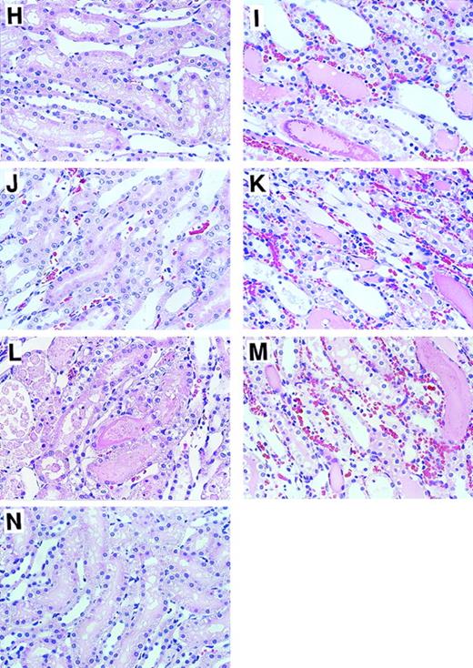Fig. 3. Effects of APC, DEGR-FXa, heparin, DIP-APC, and leukocytopenia on renal histological feature in rats that had I/R. / Rats were subjected to 60 minutes of renal ischemia followed by reperfusion. Results are shown in rats in the sham-operation group (A and H), rats treated with I/R plus saline (B and I), rats treated with I/R plus APC (C and J); rats treated with I/R plus DEGR-FXa (D and K), rats treated with I/R plus heparin (E and L), rats treated with I/R plus DIP-APC (F and M), and rats treated with I/R and induction of leukocytopenia (G and N). For A, B, C, D, E, F, G, original magnification ×100; for H, I, J, K, L, M, and N, original magnification ×400.