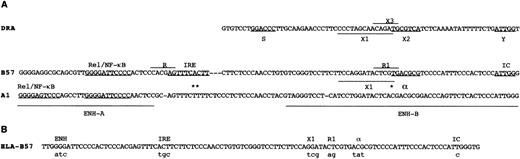 Fig. 1. Homologies between class I and II promoters. / (A) The upstream regions of DRA,2 HLA-B57,28and HLA-A127 are aligned to illustrate similarities in sequence and structure. The DRA S, X1, X2, X3, and Y boxes21314 and the class I ENH-A and ENH-B regions and previously identified Rel, R, IRE, R1, X1, α, and inverted CAAT (IC) box control elements are indicated.15182432-34 Asterisks indicate the residues of HLA-A loci that disrupt the consensus sequences of the IRE, R1, and α sites. (B) Lower-case letters indicate base changes introduced into the HLA-B57 sequence for mutant EMSA probes and HLA-B CAT reporters.
