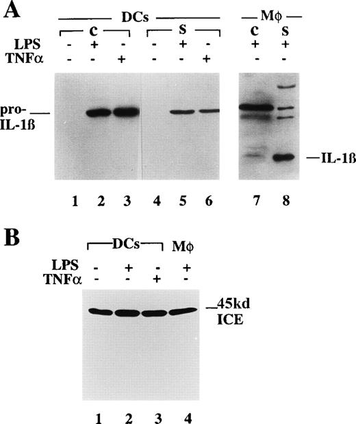 Fig. 1. Synthesis of pro–IL-1β by DCs is induced by maturative stimuli. / (A) Cell lysates (lanes 1 to 3, c) and supernatants (lanes 4 to 6, s) from DCs cultured for 6 days in the presence of GM-CSF and IL-4 followed by 40 hours with GM-CSF/IL-4 alone (−, lanes 1 and 4) or in the presence of LPS (lanes 2 and 5) or TNFα (lanes 3 and 6) were incubated for 8 hours in serum-free medium supplemented with 1% nutridoma. Lanes 7 and 8: cell lysates (c) and supernatants (s) from freshly isolated monocytes stimulated for 3 hours with LPS. Samples were analyzed by SDS-PAGE, followed by Western blotting with anti–IL-1β antibodies. (B) Cell lysates from DCs (lanes 1 to 3) or monocytes (lane 4) untreated (lane 1) or treated with LPS (lanes 2 and 4) or TNF-α (lane 3) as indicated. Blots were hybridized with anti ICE antibodies.