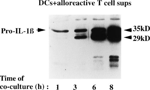 Fig. 4. Kinetics of IL-1β secretion after contact with allospecific T cells. / DCs were cocultured with alloreactive T lymphocytes for 1, 3, 6, or 8 hours at a T-cell:DC ratio of 10:1. At the end of each incubation time, the IL-1β present in the culture supernatants was analyzed by Western blotting.