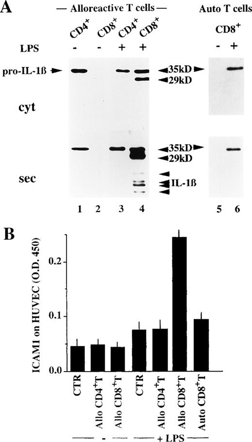 Fig. 6. Alloreactive CD8+ but not CD4+ T cells induce generation of bioactive IL-1β. / (A) DCs untreated (lanes 1, 2, and 5) or treated for the last 40 hours with LPS (lanes 3, 4, and 6) were challenged with alloreactive CD4+ (lanes 1 and 3) or CD8+ (lanes 2 and 4) T lymphocytes purified from the allospecific T-cell population, or with autologous CD8+ T lymphocytes purified from an MLR against an unrelated stimulator (Auto T cells, lanes 5 and 6) at a T-cell:DC ratio of 10:1. At the end of the coincubation cell lysates (cyt, upper panel) and supernatants (sec, bottom panel) were analyzed as for their content in IL-1β. (B) Bioactivity of secreted IL-1β: 100 μL aliquots of supernatants from the different culture conditions was added to HUVEC and incubated at 37°C for 20 hours. At the end of the incubation, the ICAM1 molecules expressed by HUVEC were quantified by ELISA.