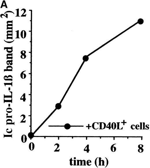 Fig. 7. CD40-CD40L interaction is responsible for the induction of IL-1β synthesis by DCs. / (A) DCs were incubated for different periods as indicated with CD40L transfected cells at a CD40L+ cell:DC ratio of 1:1. At the end of each incubation time, the intracellular content in pro–IL-1β was analyzed by Western blot and quantified by densitometry. (B) DCs were incubated for 8 hours alone (lane 1) or with alloreactive T cells (lanes 2 and 3), that were untreated (lane 2) or pretreated for 30 minutes with anti CD40L antibody, at T-cell:DC ratio 10:1. At the end of incubation the intracellular content in pro–IL-1β was analyzed by Western blot.