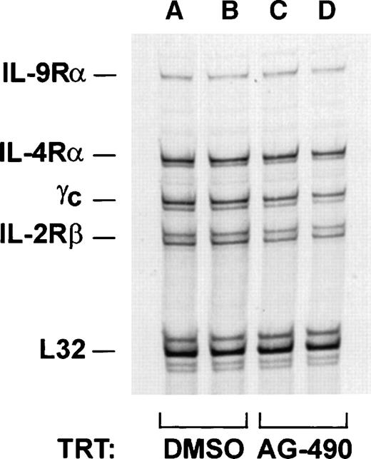 Fig. 4. Ribonuclease protection assay of AG-490–treated D10 cells does not result in altered mRNA expression of γ chain receptors. / Complementary DNA was generated from freshly isolated mRNA obtained from 2 sets of D10 cells treated in the absence (lanes A and B) or presence (lanes C and D) of 100 μmol/L AG-490 for 16 hours. D10 RNA was then probed with 33P-labeled RNA probes corresponding to transcripts for individual murine γ chain receptors (mCR-1), according to the PharMingen protocol. The autoradiographs of the RNase-protected fragments were separated by 5% polyacrylamide gel electrophoresis.