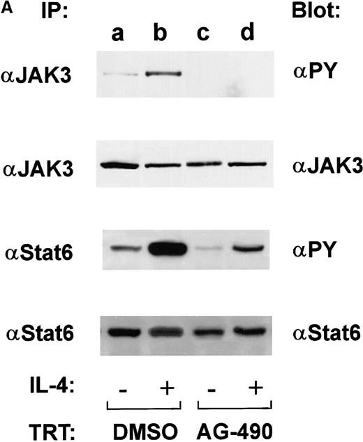Fig. 5. AG-490 inhibits tyrosine phosphorylation of Janus tyrosine kinase 3 (JAK3) and signal transducer and activator of transcription 6 (STAT6). / (A) D10 cells were treated with DMSO (lanes a and b) or 100 μmol/L AG-490 (lanes c and d) for 16 hours and then stimulated with or without 100 nmol/L IL-4 at 37°C for 10 minutes. Cells were lysed, immunoprecipitated with anti-JAK3 (α-J3; upper panel) or anti-STAT6 (α-STAT6; lower panel), subjected to Western blotting with α-PY (antiphosphotyrosine), and then reprobed with anti-JAK3 or anti-STAT6 (indicated beneath phosphorylation blots) to verify equivalent loading. Arrow indicates migrational location of either JAK3 or STAT6. (B) Tyrosine phosphorylated proteins were normalized against total protein. The ratio of phosphorylated protein to unphosphorylated protein is plotted on the abscissa (arbitrary units) against AG-490 treatment (ordinate).