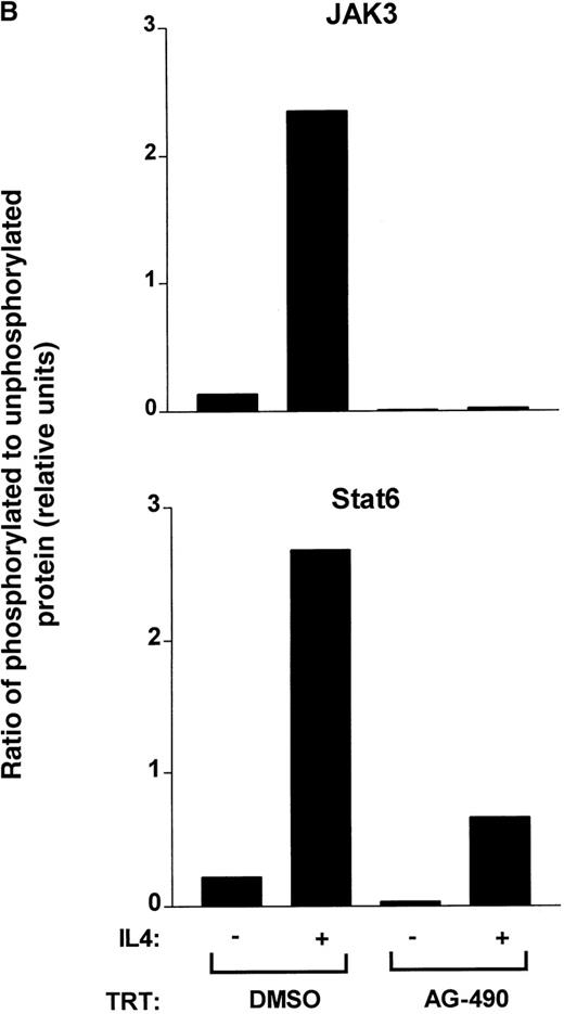 Fig. 5. AG-490 inhibits tyrosine phosphorylation of Janus tyrosine kinase 3 (JAK3) and signal transducer and activator of transcription 6 (STAT6). / (A) D10 cells were treated with DMSO (lanes a and b) or 100 μmol/L AG-490 (lanes c and d) for 16 hours and then stimulated with or without 100 nmol/L IL-4 at 37°C for 10 minutes. Cells were lysed, immunoprecipitated with anti-JAK3 (α-J3; upper panel) or anti-STAT6 (α-STAT6; lower panel), subjected to Western blotting with α-PY (antiphosphotyrosine), and then reprobed with anti-JAK3 or anti-STAT6 (indicated beneath phosphorylation blots) to verify equivalent loading. Arrow indicates migrational location of either JAK3 or STAT6. (B) Tyrosine phosphorylated proteins were normalized against total protein. The ratio of phosphorylated protein to unphosphorylated protein is plotted on the abscissa (arbitrary units) against AG-490 treatment (ordinate).
