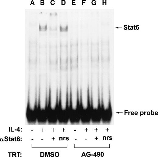 Fig. 6. Pretreatment of D10 cells with AG-490 inhibits IL-4–induced STAT6 DNA binding as demonstrated by electrophoretic mobility shift analysis. / D10 cells were treated with the DMSO control (lanes A-D) or 100 μmol/L AG-490 (lanes E-H) and incubated with medium (−) or 100 nmol/L IL-4 (+) for 10 minutes at 37°C. Nuclear extracts corresponding to 5 μg of protein were incubated in the absence of antibody (lanes A, B, E, and F), α-STAT6 (lanes C and G), or normal rabbit serum (nrs; lanes D and H) and then with a phosphorus 32 (32P)–labeled oligonucleotide probe corresponding to the Cε gene promoter. Arrow indicates migrational location of each nonsupershifted STAT6-DNA complex or free probe.