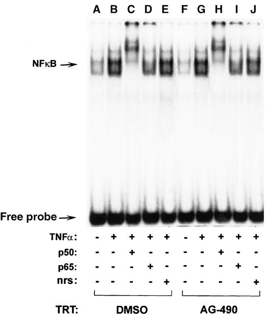 Fig. 7. AG-490 fails to inhibit TNF-–induced NF-κB DNA binding. / D10 cells were treated with the DMSO control (lanes A-E) or 100 μmol/L AG-490 (lanes F-J) and incubated with medium (−) or 20 ng/mL TNF-α (+) for 10 minutes at 37°C. Nuclear extracts corresponding to 5 μg of protein were incubated in the absence (lanes A, B, F, and G) or presence of antibody α-NF-κB p50 (lanes C and H), p65 (lanes D and I), or normal rabbit serum (nrs; lanes E and J) and then with a 32P-labeled oligonucleotide probe. Arrow indicates migrational location of each nonsupershifted NF-κB–DNA complex or free probe.
