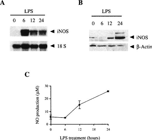 Fig. 3. LPS induces the expression of iNOS and the production of NO. / The expression of iNOS induced by LPS was measured by Northern blot (A) or Western blot (B) as described in the “Materials and methods” section. (C) LPS induces the production of NO; 106 BMDM cultured in media without phenol-red were stimulated with 100 ng/mL LPS, and the supernatants were harvested at the indicated times. NO production was measured as the nitrite/nitrate levels. Each point was performed in triplicate and represented as the mean ± SD. These figures are representative of 3 independent experiments.