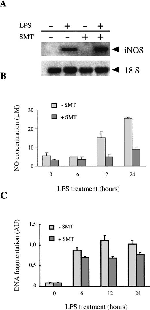 Fig. 4. Treatment of macrophages with SMT inhibits LPS-induced NO production but not apoptosis. / (A) The expression of iNOS was measured by Northern blot in macrophages treated with 100 ng/mL of LPS in the presence or absence of SMT, an iNOS inhibitor (20 μmol/L). (B) SMT inhibits LPS-induced NO production; 106 macrophages were treated with 100 ng/mL of LPS for the indicated times in the presence or absence of SMT (20 μmol/L). The production of NO was assessed by determination of the nitrate/nitrite levels. (C) SMT did not inhibit LPS-induced apoptosis. The cells were treated with 100 ng/mL of LPS for the indicated times in the presence or absence of SMT (20 μmol/L). Each experiment was performed in triplicate, and the results of 1 representative of 2 independent experiments are represented as the mean value ± SD.