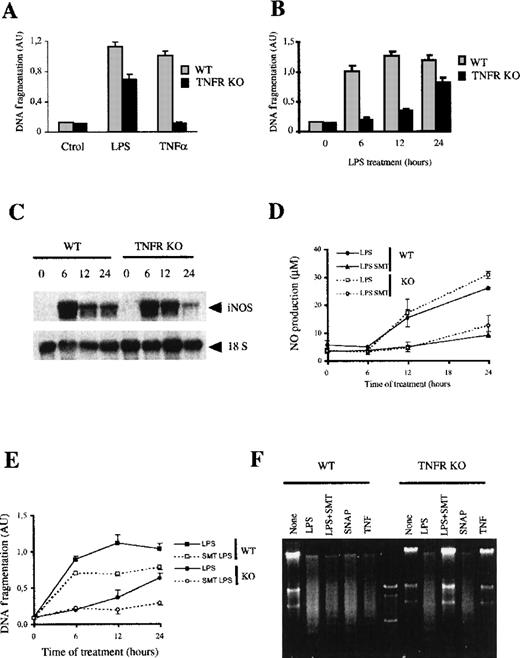 Fig. 6. LPS-induced apoptosis in macrophages from TNF-R KO mice. / (A) LPS, but not TNF-α, induces apoptosis in macrophages from TNF-αR KO mice. Macrophages (105) from either wild-type or TNF-αR KO mice were treated for 24 hours with LPS (100 ng/mL) or TNF-α (100 ng/mL). DNA fragmentation was evaluated by measuring histone-associated DNA fragments by ELISA. (B) Time course of LPS-induced apoptosis in macrophages from TNF-αR KO mice. Cells from control and KO mice were treated with LPS (100 ng/mL) for the indicated periods of time. Apoptosis was determined as indicated previously. (C) Macrophages from TNF-αR KO mice express iNOS in response to LPS. Macrophages were treated with 100 ng/mL of LPS for the indicated times; 20 μg of total RNA per lane was analyzed by Northern blotting. (D) Production of NO in macrophages from TNF-αR KO mice. The production of NO was measured in cultures of macrophages from each group of mice stimulated with 100 ng/mL of LPS for the indicated times in the presence or absence of 20 μmol/L SMT. (E) SMT blocks LPS-induced apoptosis in macrophages from TNF-αR KO mice but not in control macrophages. Macrophages (105) from control and KO mice were treated with LPS (100 ng/mL) for the indicated periods of time in the presence or absence of SMT (20 μmol/L). Apoptosis was determined by ELISA. Each experiment was performed in triplicate and represented as the mean ± SD. (F) LPS-induced apoptosis in macrophages from TNF-αR KO mice is mediated by NO production. DNA fragmentation was analyzed in a 2% agarose gel electrophoresis. Macrophages of each group were treated with 100 ng/mL of LPS in the presence or absence of either 20 μmol/L SMT (iNOS inhibitor), 50 μmol/L SNAP (NO donor), or 100 ng/mL rmTNF-α.