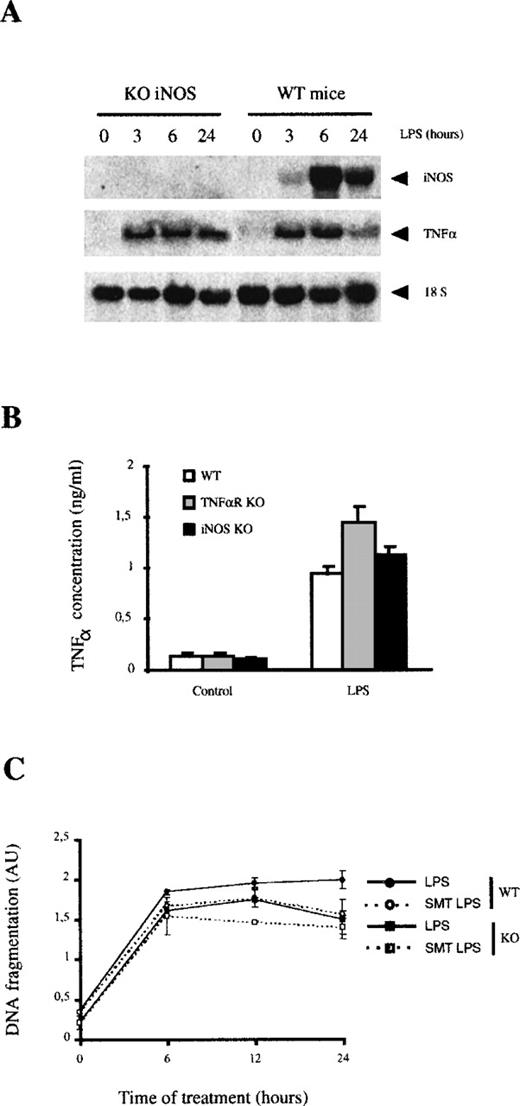 Fig. 7. LPS-induced apoptosis in macrophages from iNOS KO mice. / (A) LPS induces TNF-α expression in iNOS KO macrophages. The expression of iNOS and TNF-α mRNA was analyzed by Northern blotting. (B) LPS induces TNF-α expression in iNOS KO macrophages. The secretion of TNF-α was analyzed by ELISA in macrophage cultures from each group of mice. Each experiment was performed 3 times and represented as the mean value ± SD. (C) LPS induced similar rates of apoptosis in macrophages from iNOS KO and in control macrophages. Macrophages (105) from control and KO mice were treated with LPS (100 ng/mL) for the indicated periods of time in the presence or absence of SMT (20 μmol/L). Apoptosis was determined by ELISA. Each experiment was performed in triplicate and represented as the mean ± SD.