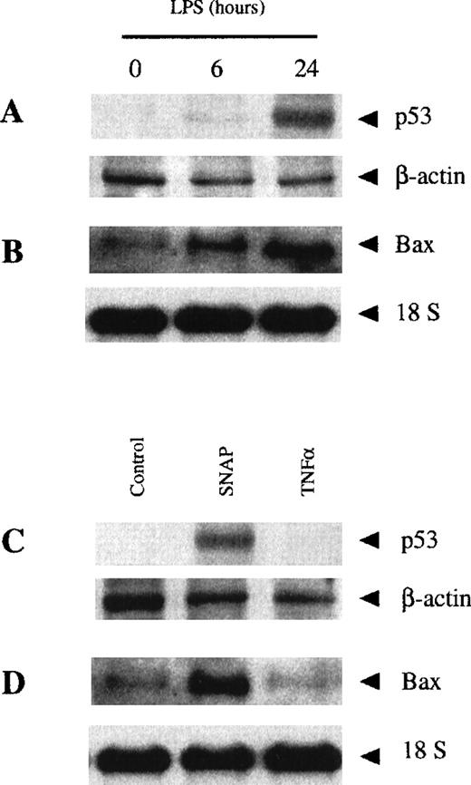 Fig. 8. NO-dependent, but not TNF-–dependent, LPS-induced apoptosis was due to p53 and Bax expression. / Macrophages from control mice were treated with LPS (100 ng/mL) for the indicated periods of time. Expression of p53 was analyzed by Western blotting (A), whereas expression of Bax mRNA was analyzed by Northern blotting (B). The expression of p53 (C) and Bax (D) was analyzed in macrophages treated with either 50 μmol/L SNAP or 100 ng/mL rmTNF-α for 24 hours. Northern and Western blotting were performed as described in the “Materials and methods” section.