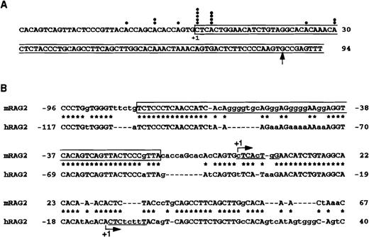 Fig. 1. Characterization of the mouse RAG-2 promoter region. / (A) Mapping of the transcription initiation site of mouse RAG-2by 5′ RACE. The darkened circle denotes the transcription initiation sites of independent cDNA clones characterized by DNA sequence analysis. The major transcription initiation site (+1) and the first exon (boxed) are noted. An arrow indicates the 5′ end of the reported mouse RAG-2 cDNA.1 (B) Alignment of the mouse RAG-2 promoter region with that of the human RAG-2 promoter region. The major transcription initiation site (+1) is indicated by an arrow. The asterisk denotes the identical nucleotide (indicated by a capital letter). Some spaces (dotted lines) are inserted to produce maximal matching. Initiator sequence-like sequence is underlined. Boxed sequences indicate the −80/−17 fragment used as a probe for EMSA in Figures 4 and 5.