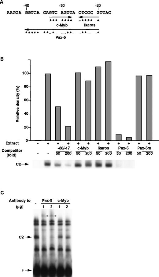 Fig. 5. Identification of R2BP as a Pax-5. / (A) Putative binding sites of transcription factors in the RAG-2 promoter. The asterisk denotes a nucleotide identical with consensus binding sequences (c-Myb, 5′-GNCNGTT-3′; Ikaros, 5′-T/CGGGAA/T-3′; Pax-5, 5′-CTTGA/GTCAAA/TGCAGT/CGT/GG/AACG/CG/ATAGC-3′27), and the minus sign shows a nucleotide nonidentical with consensus binding sequences. (B) Competition of R2BP binding with the consensus sequence of Pax-5. EMSA was performed as in Figure 4 using nuclear extract prepared from 18.8.1 cells and the −80/−17 nt RAG-2 promoter region as a probe. The consensus binding sequence for the c-Myb, Ikaros, Pax-5, or Pax-5 binding sequence mutant (Pax-5m) was used as a competitor. Histograms indicate the relative density of the C2 complex shown on the bottom. The density of the C2 complex in the absence of the competitor is denoted as 100%. (C) The effect of anti–Pax-5 antibody on EMSA. EMSA was performed as described above in the absence or the presence of anti–Pax-5 or anti–c-Myb antibody. The asterisk denotes the band shifted with the anti–Pax-5 antibody.