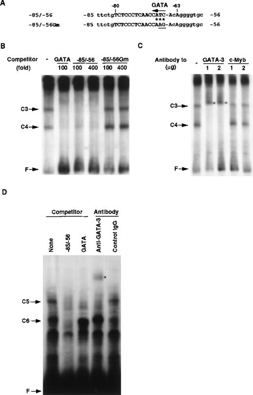 Fig. 6. Identification of T-cell–specific binding protein as GATA-3. / (A) Putative binding site for the GATA family in the RAG-2 promoter. Possible GATA binding site present in the −85/−56 RAG-2 promoter region is indicated by an arrow. The asterisk denotes a nucleotide identical with the consensus GATA family binding sequences 5′-TATC-3′. The TC in the putative GATA binding site was altered to AG (underlined) in the −85/−56 Gm. (B) Nuclear proteins binding to the RAG-2 promoter in T cells. EMSA was performed by incubating nuclear extract prepared from EL4 cells and the32P-labeled probe containing GATA binding sites (5′-AAGCTTGATGCT- CTAGATAACGGGAGTAGCTCTAGATAACGGGGTCACAGTCAGTTACTCCCGT- TATCTAGAGCGTCACAGTCAGTTACTCCCGTTAGTCACAGTCAGTTACTCCC- GTTATCTAGAGCATCGAATTC-3′) in the presence of 4 mmol/L magnesium chloride (MgCl2). C3 or C4 indicates a nuclear protein complex with probe DNA, and F indicates a free probe DNA. As a competitor, we used 100-fold or 400-fold molar excess of consensus binding sequences for GATA, the −85/−56 fragment, or the −85/−56 Gm. (C) The effect of anti–GATA-3 antibody on EMSA. EMSA was performed as described above in the presence of anti–GATA-3 or anti–c-Myb antibody. The asterisk denotes the band shifted with the anti–GATA-3 antibody. (D) Binding of GATA-3 to the −85/−56 region. EMSA was performed by incubating nuclear extracts prepared from 293T cell transfectants of GATA-3 and the 32P-labeled −85/−56 fragment. C5 or C6 indicates a complex of a nuclear protein and probe DNA, and F indicates a free probe DNA. A 200-fold molar excess of the −85/−56 fragment and consensus binding sequences for GATA were used as competitors. We used 0.5 μg anti–GATA-3 antibody or control mouse IgG for the supershift analysis. The asterisk denotes the band shifted with the anti–GATA-3 antibody.