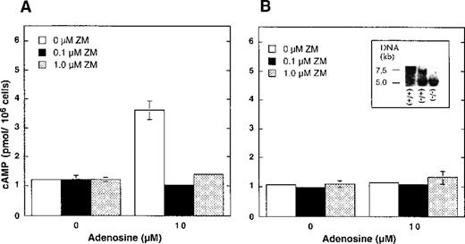 Fig. 1. Adenosine-induced accumulation of cAMP is not observed in mouse thymocytes with inactivated A2AR gene. / Ex vivo thymocytes from wild type mice (A, +/+) or from A2AR deficient (B,−/−) mice were incubated for 30 minutes with extracellular adenosine in the presence or absence of A2AR antagonist ZM241385 and cAMP accumulation was measured as described in “Materials and methods.” Insert in panel B demonstrates the typical result of Southern blot DNA screening for +/+, +/−, and −/− A2AR mice.