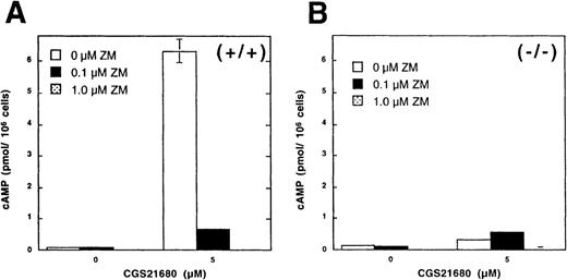 Fig. 2. A2AR are responsible for adenosine-induced accumulation of cAMP in murine thymocytes. / (A,B) Thymocytes from wild type (+/+) but not from A2AR gene deficient mice (−/−) respond to exposure to A2AR agonist CGS21680 by cAMP accumulation. Ex vivo thymocytes from wild type mice (A, +/+) or from A2AR deficient (B,−/−) mice were incubated 30 minutes with A2AR agonist CGS21680 in the presence of A2AR antagonist ZM241385, and cAMP accumulation was measured as described in “Materials and methods.” (C) Northern blot analysis of mRNA expression for A1, A2A, and A3receptors in mouse thymocytes (lane 1) and thymocyte cell line established from p53 −/− mice (lane 2). Samples in lane 3 represent mRNA from brain tissues (positive control for A1receptor mRNA) and the mastocytoma cell line P815 (positive control for A3 receptor mRNA).