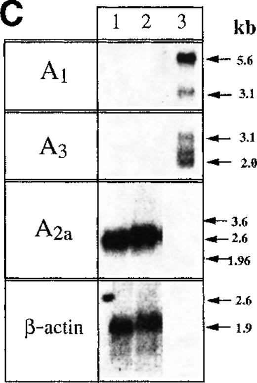 Fig. 2. A2AR are responsible for adenosine-induced accumulation of cAMP in murine thymocytes. / (A,B) Thymocytes from wild type (+/+) but not from A2AR gene deficient mice (−/−) respond to exposure to A2AR agonist CGS21680 by cAMP accumulation. Ex vivo thymocytes from wild type mice (A, +/+) or from A2AR deficient (B,−/−) mice were incubated 30 minutes with A2AR agonist CGS21680 in the presence of A2AR antagonist ZM241385, and cAMP accumulation was measured as described in “Materials and methods.” (C) Northern blot analysis of mRNA expression for A1, A2A, and A3receptors in mouse thymocytes (lane 1) and thymocyte cell line established from p53 −/− mice (lane 2). Samples in lane 3 represent mRNA from brain tissues (positive control for A1receptor mRNA) and the mastocytoma cell line P815 (positive control for A3 receptor mRNA).