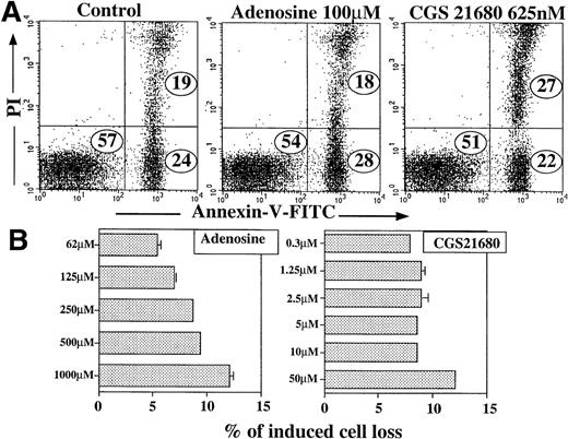 Fig. 4. Demonstration of extracellular adenosine or CGS21680-induced thymocyte death by PI versus Annexin V staining of cells. / Ex vivo thymocytes were incubated 16 to 20 hours at 37°C in 5% CO2 incubator in the presence of adenosine or adenosine analog CGS21680, and the extent of apoptosis or cell death was measured by flow cytometry as described in “Materials and methods.” (A) Loss of live cells in the presence of adenosine or CGS21680. (B) Effects of different concentrations of adenosine and CGS21680 on thymocytes. CGS21680-induced apoptosis of thymocytes reached plateau at as low as 0.3 μmol/L.