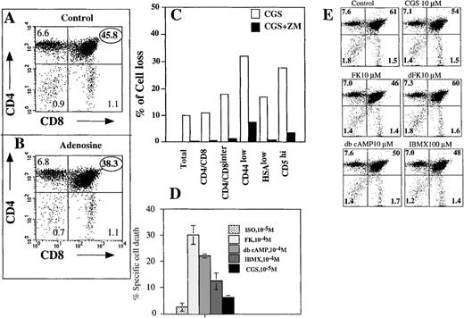 Fig. 5. CD4+CD8+DP thymocytes are predominantly susceptible to extracellular adenosine-induced apoptosis. / Ex vivo thymocytes were incubated 16 hours at 37°C in 7% CO2 incubator in the absence (control, A) or presence of 100 μmol/L adenosine (B). Cells were triple stained with anti-CD4, anti-CD8 mAb and PI, and the extent of cell death was measured by flow cytometry as described in “Materials and methods.” (C) Adenosine/A2a receptor-mediated signaling targets CD4interCD8interCD4lowHSAlowCD5highthymocytes. Thymocytes were incubated 16 hours with A2AR selective and apoptosis-inducing agonist CGS21680 (1 μmol/L) in the presence or absence of A2AR antagonist ZM241385 (2 μmol/L) or in the media alone. Cells were then stained with Annexin V, PI, and different mAb to important surface antigens and the proportion of cells with a particular surface marker was estimated by flow cytometry among live cells, which were gated on the basis of Annexin V and PI staining. (D) Effect of cAMP and cAMP-raising agents on apoptosis of thymocytes. Cells were incubated with different agents at concentrations that are indicated and, after 16 hours of incubation, the proportion of CD4+ versus CD8+ cells among surviving cells was estimated by flow cytometry. (E) cAMP-raising agents target for apoptosis mostly CD4+CD8+ DP thymocytes.
