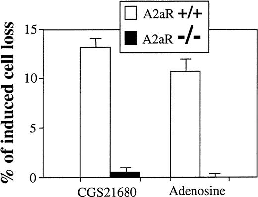 Fig. 6. A2AR deficient thymocytes are not susceptible to extracellular adenosine and CGS21680-induced apoptosis and cell death. / Ex vivo thymocytes from wild type mice (A2AR+/+) or from A2AR deficient (A2AR−/−) mice were incubated 20 hours at 37°C in 5% CO2 incubator in the presence of adenosine (100 μmol/L) or adenosine analog CGS21680 (1 μmol/L), and the extent of cell death was measured by flow cytometry as described in “Materials and methods.”