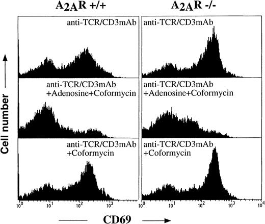 Fig. 7. Inhibition of TCR-induced up-regulation of T-cell activation marker CD69 in both A2A receptor-expressing (+/+) and A2A receptor-deficient (−/−) thymocytes by extracellular adenosine in the presence of ADA inhibitor. / Ex vivo thymocytes from A2A receptor-expressing (+/+) and A2A receptor-deficient (−/−) mice were incubated 16 hours at 37°C in 5% CO2 incubator with immobilized anti-TCR/CD3 mAb (20 μg/mL) in the presence of extracellular adenosine (100 μmol/L) and adenosine deaminase inhibitor coformycin (cof, 10 μmol/L) as indicated on the graphs. Cells were harvested and stained with Annexin V, PI (to set gate for nonapoptotic cells), and anti-CD69-PE mAb to estimate the proportion of activated cells. The extent of up-regulation of CD69 was measured by flow cytometry as described in “Materials and methods.”
