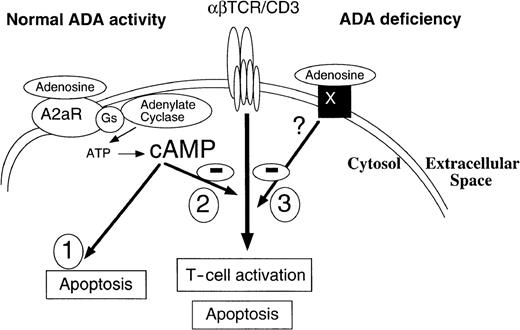 Fig. 9. Adenosine acting through A2A receptors may directly trigger the apoptosis of murine thymocytes and inhibit TCR-triggered activation by both A2A receptor-dependent and A2A receptor-independent mechanisms. / Receptor X is postulated to stimulate yet-to-be-determined TCR inhibiting pathway only in conditions of inhibited ADA. These effects of adenosine on TCR-triggered activation are not affected by inhibition of adenosine transport.