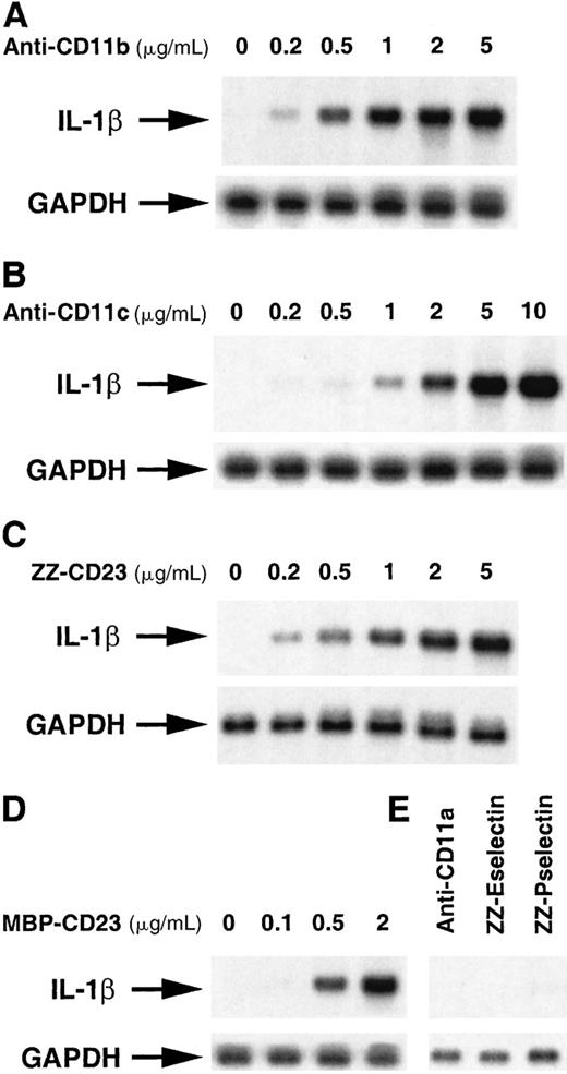 Fig. 2. Dose-dependent stimulatory effect of anti-CD11b/c mAbs and soluble CD23 chimeric proteins on the steady-state level of pro–IL-1β mRNA. / Nonadherent human monocytes (7 × 106 cells) were untreated or incubated for 1 hour with various concentrations of the following effectors: A, anti-CD11b (clone 44), B, anti-CD11c (BU15), C, ZZ-CD23, D, MBP-CD23 and E, anti-CD11a (BU17, 5 μg/mL), ZZ-Eselectin (2 μg/mL), and ZZ-Pselectin (2 μg/mL). Then cells were harvested and RNA isolated and analyzed by Northern blot hybridization with pro–IL-1β and GAPDH cDNA probes as described in “Materials and methods.”