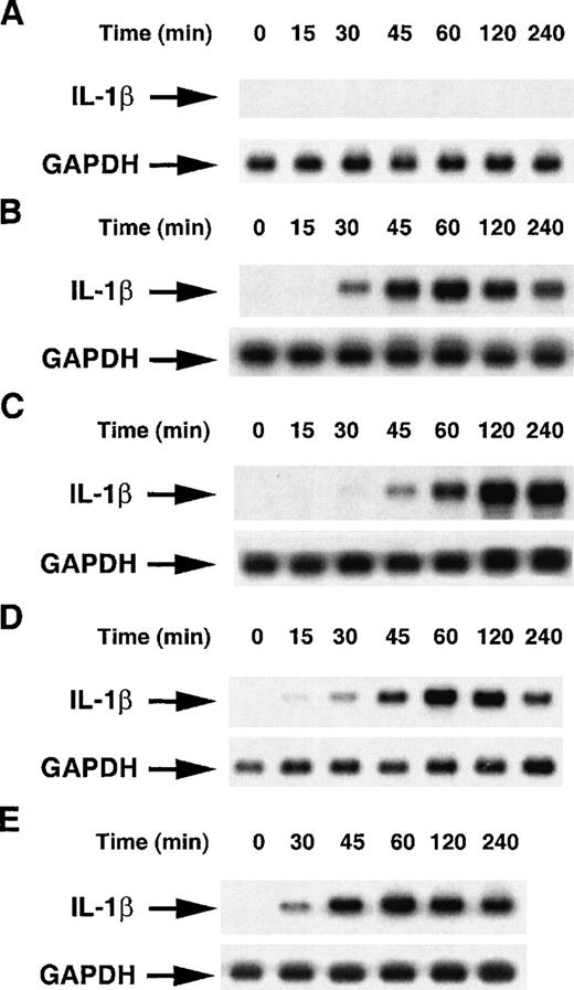 Fig. 3. Time course of pro–IL-1β mRNA induction by β2 integrin engagement. / Monocytes (6-8 × 106 cells) were untreated or stimulated for various times with the following effectors: A, anti-CD11a (BU17, 2 μg/mL), B, anti-CD11b (44, 2 μg/mL), C, anti-CD11c (BU15, 2 μg/mL), D, ZZ-CD23 (1 μg/mL), and E, MBP-CD23 (1 μg/mL). RNA were isolated and analyzed for pro–IL-1β and GAPDH mRNAs expression as previously described. Results are representative of 3 distinct experiments.