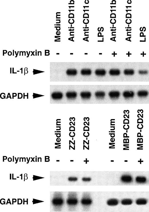 Fig. 4. Effect of polymyxin B on the induction of pro–IL-1β mRNA level. / Nonadherent human monocytes (8 × 106 cells) were untreated or stimulated for 1 hour at 37°C with either anti-CD11b (5 μg/mL), anti-CD11c (5 μg/mL), LPS (200 ng/mL), ZZ-CD23 (1 μg/mL), or MBP-CD23 (1 μg/mL), in the presence or absence of polymyxin B (10 μg/mL).