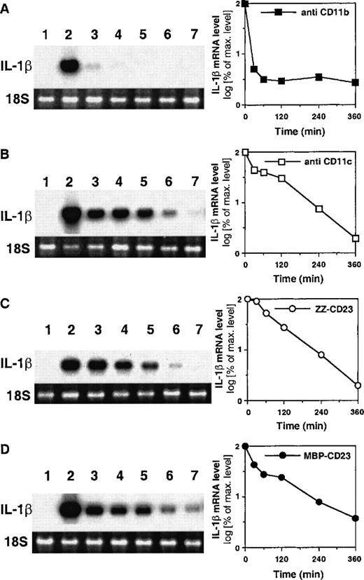 Fig. 6. Analysis of pro–IL-1β mRNA stability in monocytes activated through CD11b or CD11c engagement. / Northern blot analysis of the decay of pro–IL-1β mRNA in human monocytes (7 × 106) stimulated with anti-CD11b (5 μg/mL, panel A), anti-CD11c (5 μg/mL, panel B), ZZ-CD23 (1 μg/mL, panel C), or MBP-CD23 (1 μg/mL, panel D). Cells were untreated (lane 1) or activated for 1 hour (lane 2) with the above effectors. Then DRB (60 μmol/L) was added and cells were incubated for a further 0.5, 1, 2, 4, and 6 hours (lanes 3 to 7, respectively). The level of ribosomal 18S RNA visualized by ethidium bromide was used as a control of the total RNA level. Right-hand side of the figure shows the densitometric scanning quantification of pro–IL-1β mRNA level.