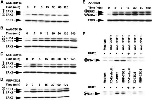 Fig. 7. Effect of β2 integrin engagement on the phosphorylation status and activation of ERK1/2 kinase activity. / Panels A to E: Time course of stimulation of the phosphorylation status of ERK1 and ERK2 MAP kinases by β2 integrin engagement. Monocytes (5 × 106 cells) were stimulated for the indicated times with anti-CD11a (5 μg/mL), anti-CD11b (5 μg/mL), anti-CD11c (5 μg/mL), MBP-CD23 (1 μg/mL), and ZZ-CD23 (5 μg/mL), respectively. Cell lysates were analyzed on SDS-PAGE, followed by Western blot using a polyclonal antibody raised against the dually phosphorylated ERK1 (44 kd) and ERK2 (42 kd). Western blots were stripped and reprobed with anti-ERK2 rabbit polyclonal antibody as a loading control. Results are the most representative of 4 distinct experiments. Panel F: Effect of β2 integrin engagement on the activation of ERK1/2 kinase activity. Nonadherent human monocytes (15 × 106 cells) were untreated or stimulated with anti-CD11a (5 μg/mL), anti-CD11b (5 μg/mL), anti-CD11c (5 μg/mL), ZZ-Eselectin (5 μg/mL), ZZ-CD23 (5 μg/mL), or MBP-CD23 (2 μg/mL) in the presence or absence of U0126 (20 μmol/L). After 15 minutes of incubation, cell lysates were prepared and immunoprecipitated with antiphospho-ERK1/2 antibody. The pelleted immunoprecipitates were incubated with Elk1-GST fusion protein as a substrate and phosphorylation of Elk1 was visualized by Western blot using an antibody specific for phosphorylated Elk1.