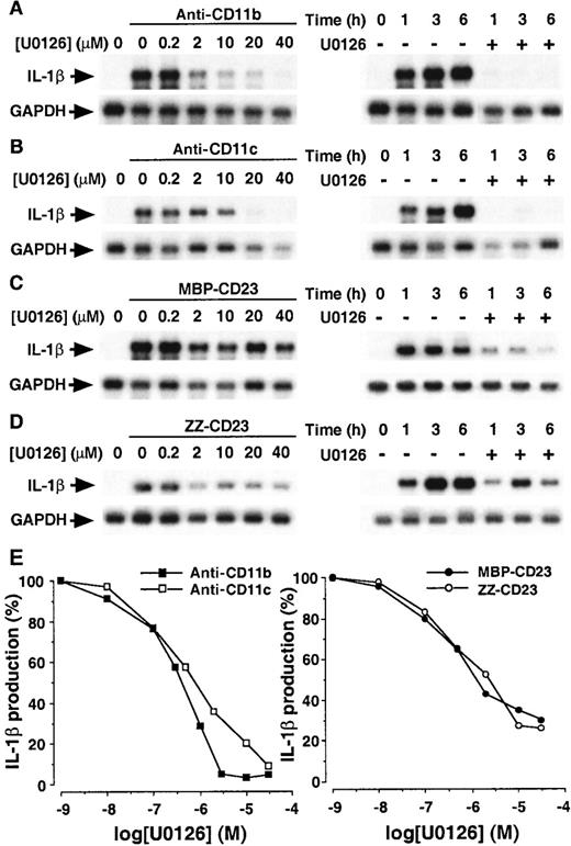 Fig. 8. Effect of U0126 on the production of IL-1β induced by β2 integrin engagement. / Panels A-D: Effects of U0126 on the level of pro–IL-1β mRNA induced by ligation of β2 integrins. Left-hand side: Monocytes were preincubated for 30 minutes with increasing concentrations of U0126 and then stimulated with anti-CD11b (5 μg/mL, A), anti-CD11c (5 μg/mL, B), MBP-CD23 (1 μg/mL, C) or ZZ-CD23 (1 μg/mL, D) for 1 hour at 37°C. Right-hand side: Cells were untreated or preincubated for 30 minutes with U0126 (40 μmol/L) and then stimulated for the indicated times with anti-CD11b (5 μg/mL, A), anti-CD11c (5 μg/mL, B), MBP-CD23 (1 μg/mL, C) or ZZ-CD23 (1 μg/mL, D). Panel E: Dose-dependent inhibitory effect of U0126 on the production of IL-1β. Human monocytes (150 × 103 cells per well) were pretreated for 30 minutes with various concentrations of U0126 and then incubated for an additional 16 hours with anti-CD11b (20 μg/mL), anti-CD11c (5 μg/mL), ZZ-CD23 (2 μg/mL), or MBP-CD23 (1 μg/mL). IL-1β production was determined in total cell lysates by ELISA. Data are means from triplicates of 1 experiment representative of 2 others (in each condition the SD was less than 5%).